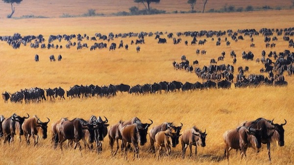 Best Tanzania Safari