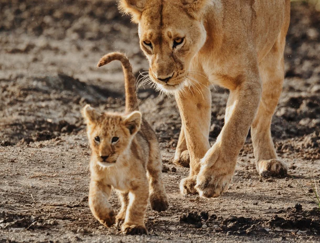 3-Days Tanzania Safari 